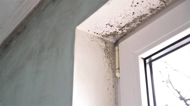 Best Crawl Space Mold Removal  in Soldotna, AK