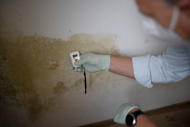 Best Commercial Mold Removal  in Soldotna, AK