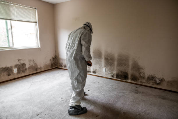 Best Attic Mold Removal  in Soldotna, AK