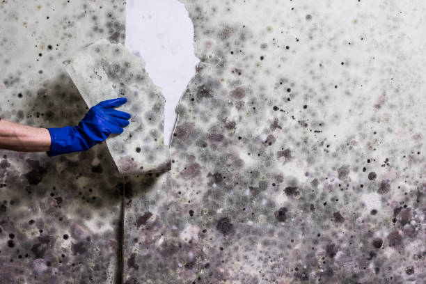 Best Fast Mold Removal  in Soldotna, AK