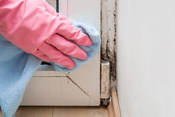 Best Residential Mold Removal  in Soldotna, AK