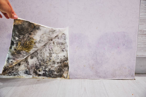 Best Office Mold Removal Services  in Soldotna, AK